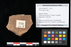 Foto (Objekt + Etikett) von Pinus rigios Unger (NHMW-GEO-2024-0188-0279)